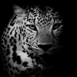 seo-leopard e.K. Logo